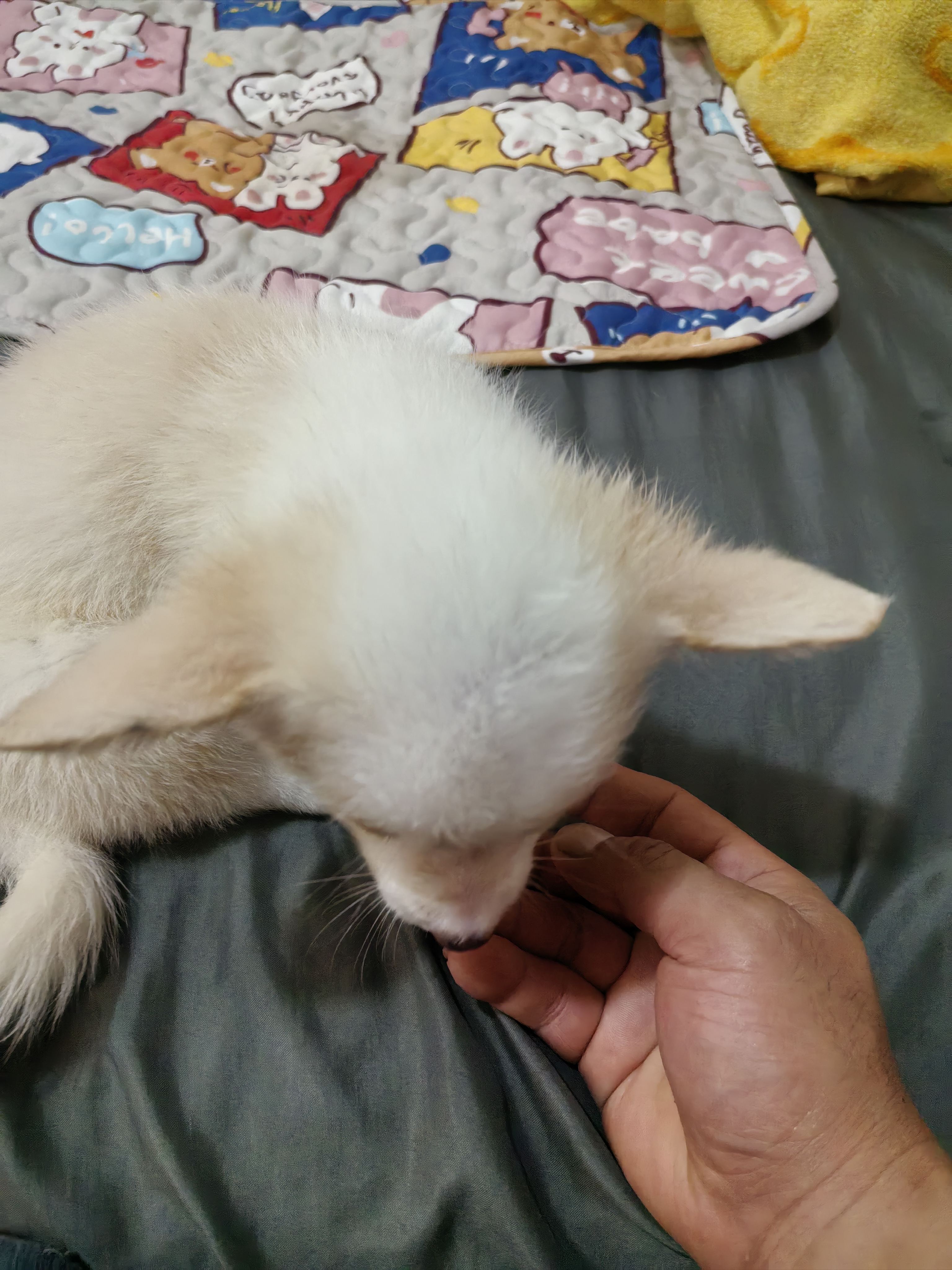 奶油色的豆豆活泼可爱，温顺甜美，狗爸双血统，狗妈单血统长毛，喜欢的带回家